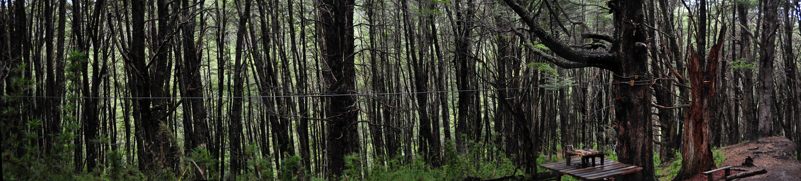 TREES1